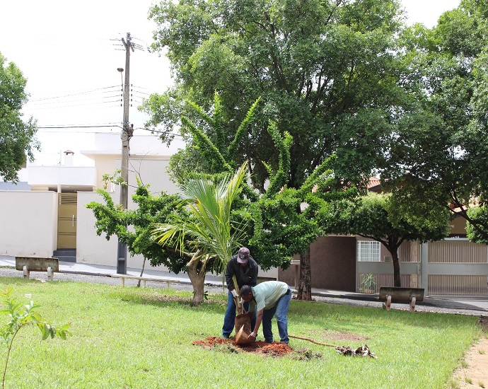 DIA DA ÁRVORE: Secretaria de Agricultura terá programação especial para comemorar o Dia da Árvore