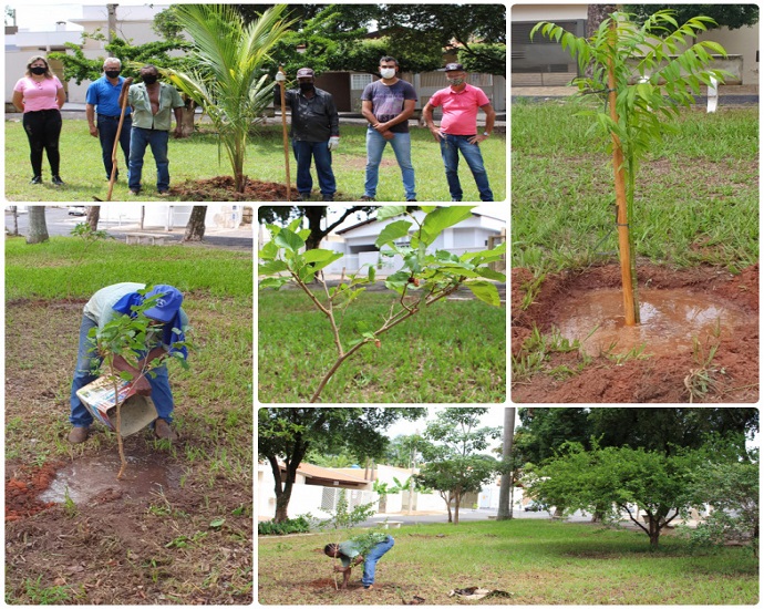 COLHENDO FRUTOS: Prefeitura começou a plantar árvores frutíferas em praças de Jales